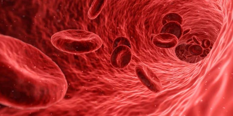 Blutkörperchen in einer Ader